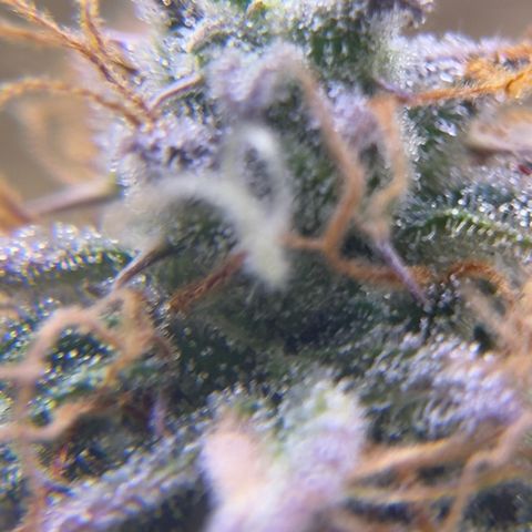 Easy Bud growlog timeline photo