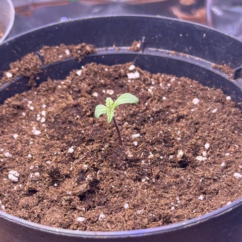 O.G. Kush Mainlining (first time🤞🏻) growlog timeline photo