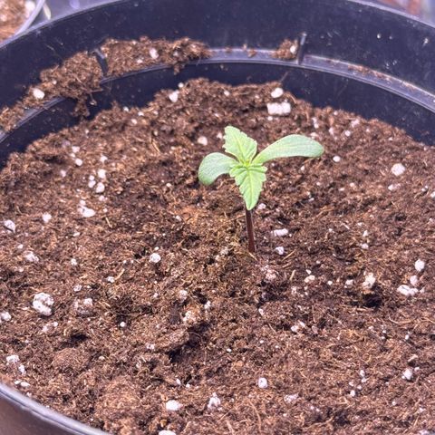 O.G. Kush Mainlining (first time🤞🏻) growlog timeline photo