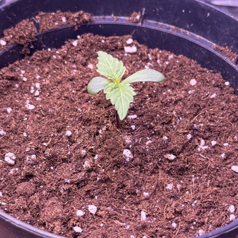 O.G. Kush Mainlining (first time🤞🏻) growlog timeline photo