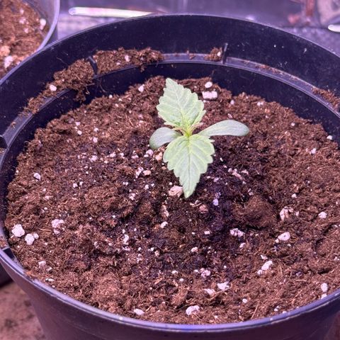 O.G. Kush Mainlining (first time🤞🏻) growlog timeline photo
