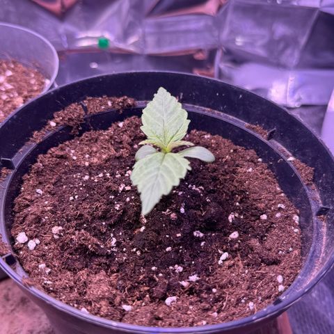 O.G. Kush Mainlining (first time🤞🏻) growlog timeline photo