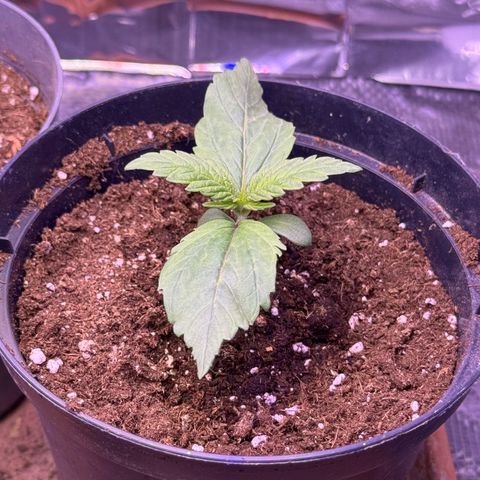O.G. Kush Mainlining (first time🤞🏻) growlog timeline photo