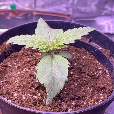 O.G. Kush Mainlining (first time🤞🏻) growlog timeline photo