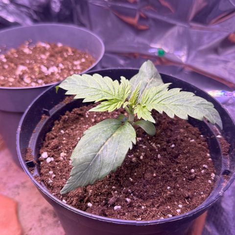 O.G. Kush Mainlining (first time🤞🏻) growlog timeline photo