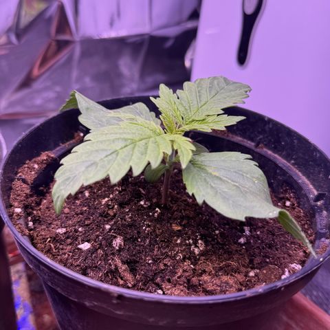 O.G. Kush Mainlining (first time🤞🏻) growlog timeline photo