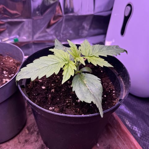 O.G. Kush Mainlining (first time🤞🏻) growlog timeline photo