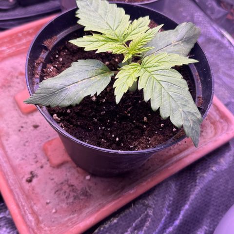 O.G. Kush Mainlining (first time🤞🏻) growlog timeline photo