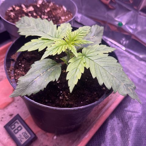 O.G. Kush Mainlining (first time🤞🏻) growlog timeline photo