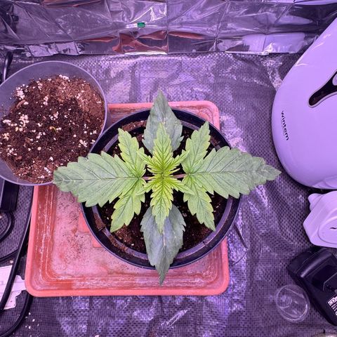 O.G. Kush Mainlining (first time🤞🏻) growlog timeline photo