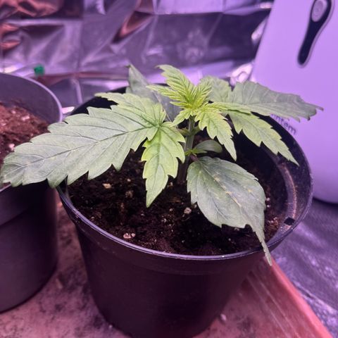 O.G. Kush Mainlining (first time🤞🏻) growlog timeline photo