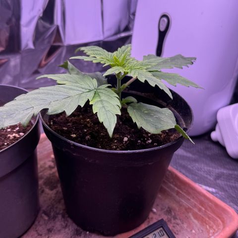 O.G. Kush Mainlining (first time🤞🏻) growlog timeline photo