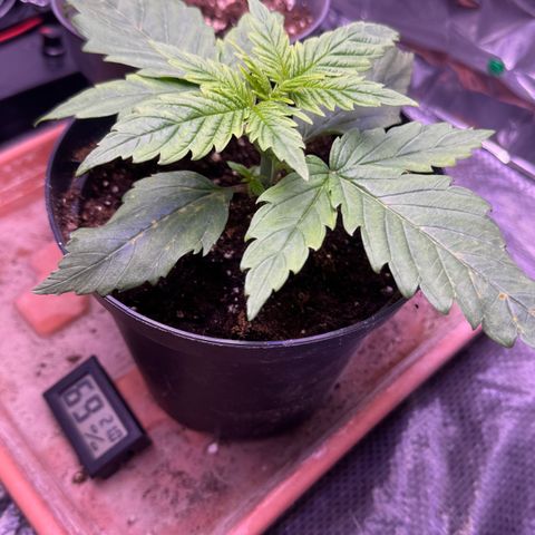 O.G. Kush Mainlining (first time🤞🏻) growlog timeline photo