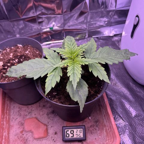 O.G. Kush Mainlining (first time🤞🏻) growlog timeline photo
