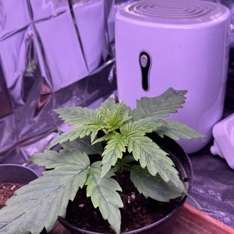 O.G. Kush Mainlining (first time🤞🏻) growlog timeline photo