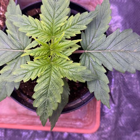 O.G. Kush Mainlining (first time🤞🏻) growlog timeline photo