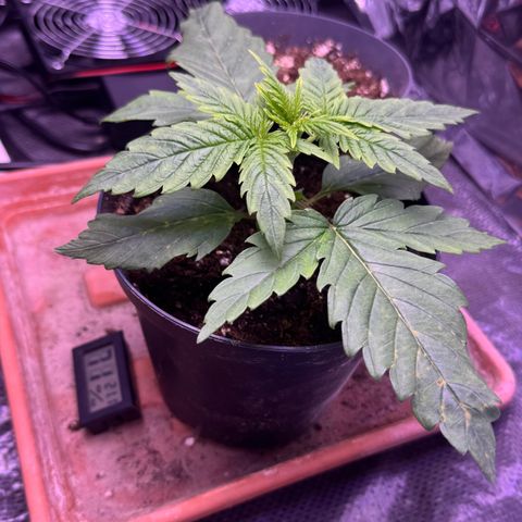 O.G. Kush Mainlining (first time🤞🏻) growlog timeline photo