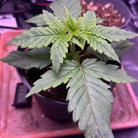 O.G. Kush Mainlining (first time🤞🏻) growlog timeline photo