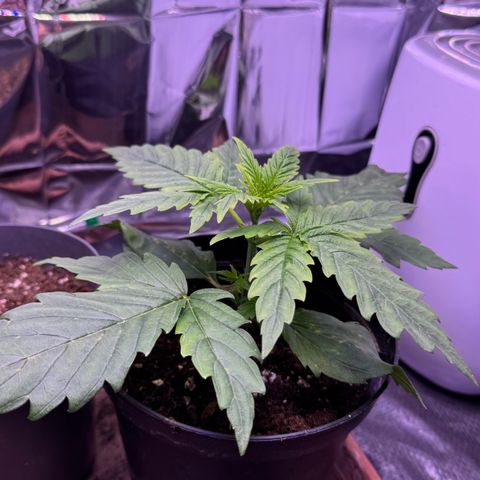 O.G. Kush Mainlining (first time🤞🏻) growlog timeline photo