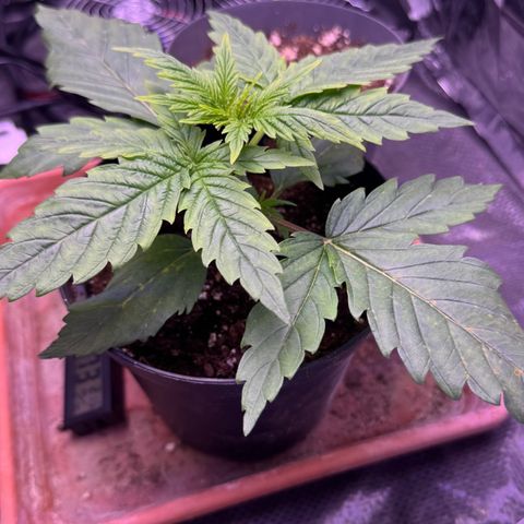 O.G. Kush Mainlining (first time🤞🏻) growlog timeline photo