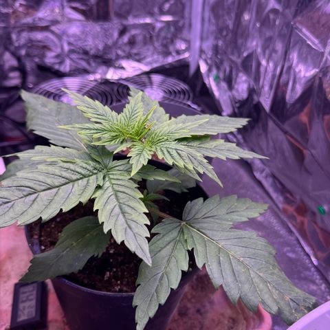O.G. Kush Mainlining (first time🤞🏻) growlog timeline photo