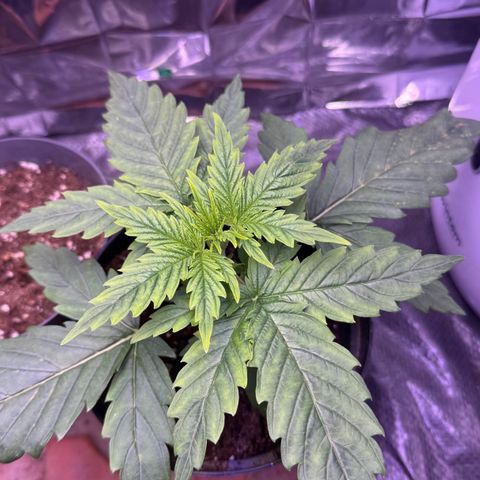O.G. Kush Mainlining (first time🤞🏻) growlog timeline photo