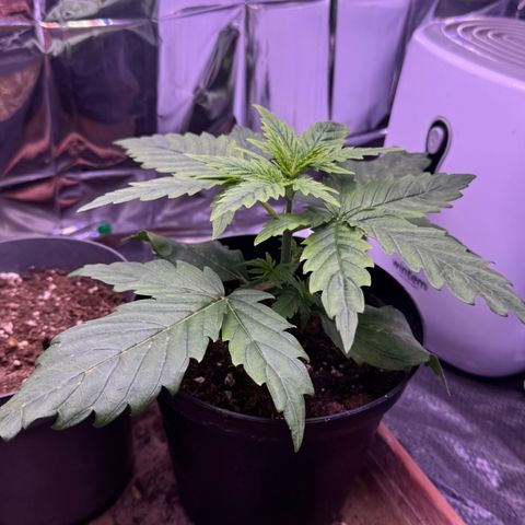 O.G. Kush Mainlining (first time🤞🏻) growlog timeline photo