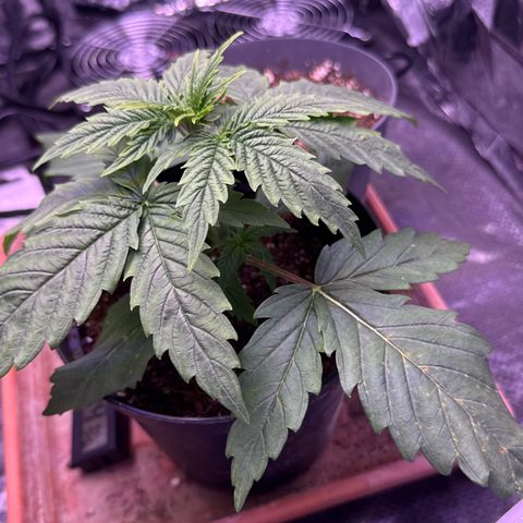 O.G. Kush Mainlining (first time🤞🏻) growlog timeline photo
