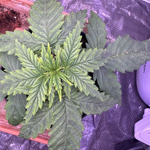 O.G. Kush Mainlining (first time🤞🏻) growlog timeline photo