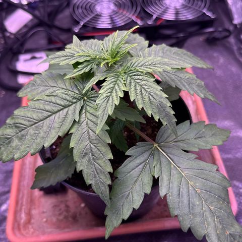 O.G. Kush Mainlining (first time🤞🏻) growlog timeline photo