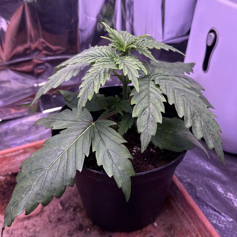 O.G. Kush Mainlining (first time🤞🏻) growlog timeline photo