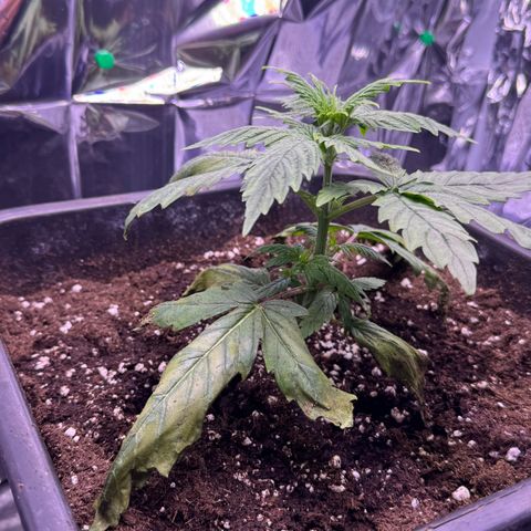 O.G. Kush Mainlining (first time🤞🏻) growlog photo: Today compared to yesterday the plant seems to be much better, unfortunately the lower leaves have suffered a lot, as soon as it fully recovers I apply mainlining, so the bottom leaves will no longer be there (it's the first time I try to do it)