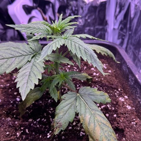 O.G. Kush Mainlining (first time🤞🏻) growlog photo: Today compared to yesterday the plant seems to be much better, unfortunately the lower leaves have suffered a lot, as soon as it fully recovers I apply mainlining, so the bottom leaves will no longer be there (it's the first time I try to do it)
