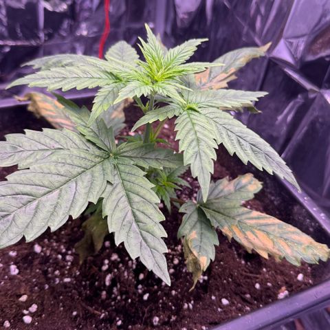 O.G. Kush Mainlining (first time🤞🏻) growlog timeline photo