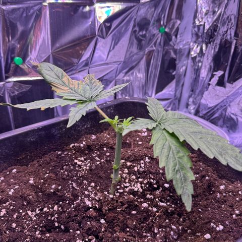O.G. Kush Mainlining (first time🤞🏻) growlog timeline photo