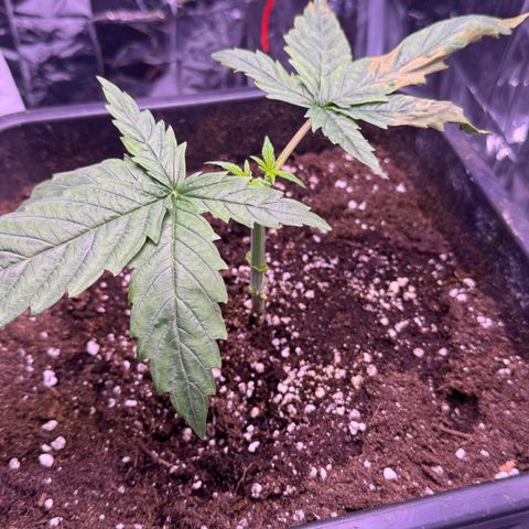 O.G. Kush Mainlining (first time🤞🏻) growlog timeline photo