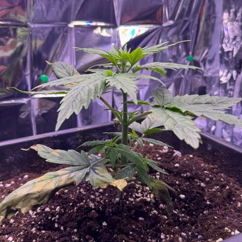 O.G. Kush Mainlining (first time🤞🏻) growlog timeline photo