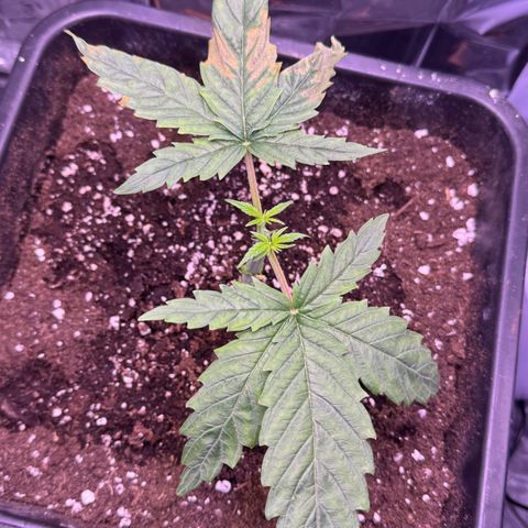 O.G. Kush Mainlining (first time🤞🏻) growlog timeline photo