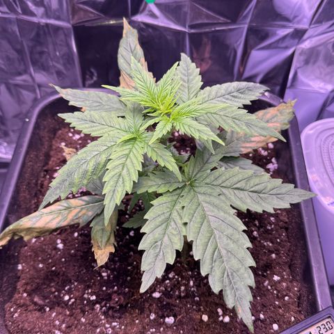 O.G. Kush Mainlining (first time🤞🏻) growlog timeline photo