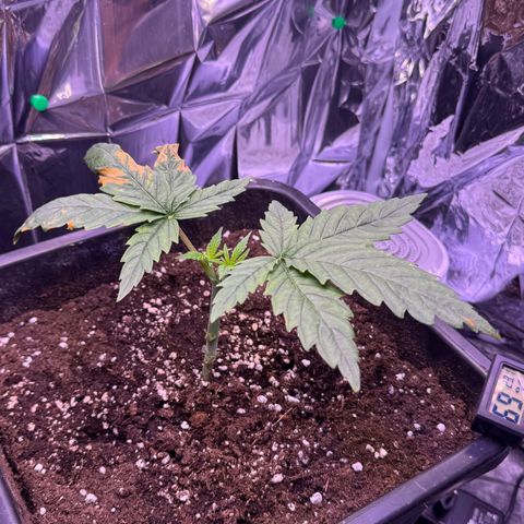 O.G. Kush Mainlining (first time🤞🏻) growlog timeline photo