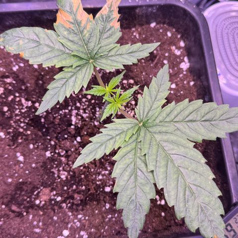 O.G. Kush Mainlining (first time🤞🏻) growlog timeline photo