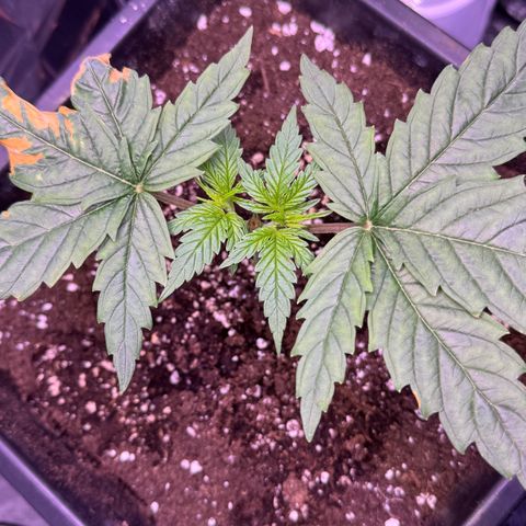 O.G. Kush Mainlining (first time🤞🏻) growlog timeline photo