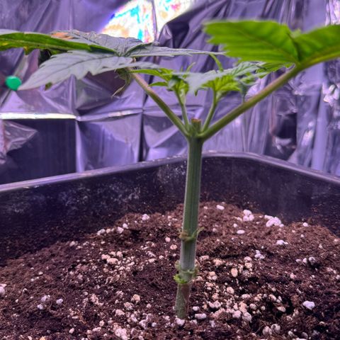 O.G. Kush Mainlining (first time🤞🏻) growlog timeline photo