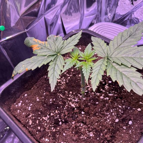 O.G. Kush Mainlining (first time🤞🏻) growlog timeline photo
