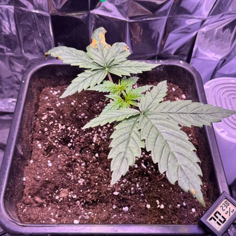 O.G. Kush Mainlining (first time🤞🏻) growlog timeline photo
