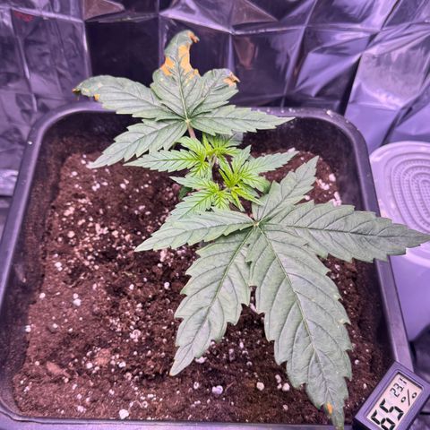 O.G. Kush Mainlining (first time🤞🏻) growlog timeline photo