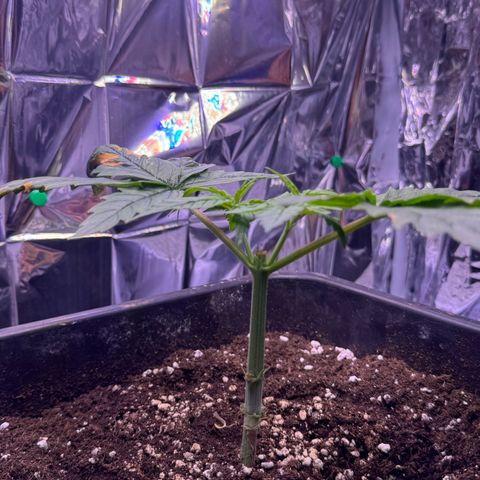 O.G. Kush Mainlining (first time🤞🏻) growlog timeline photo
