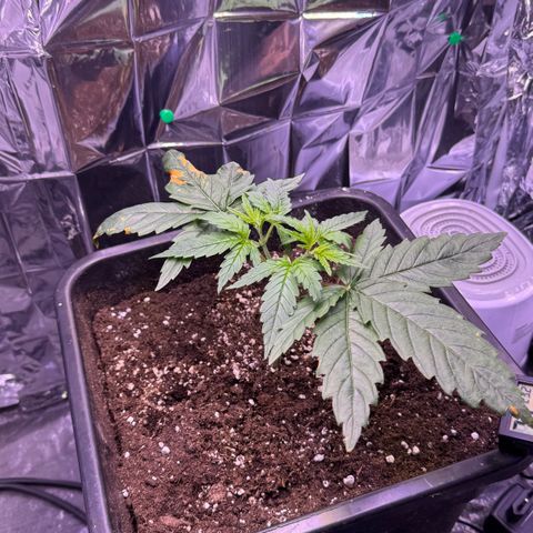 O.G. Kush Mainlining (first time🤞🏻) growlog timeline photo