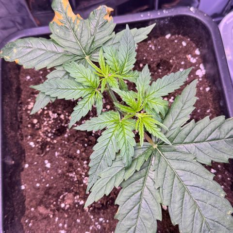 O.G. Kush Mainlining (first time🤞🏻) growlog timeline photo