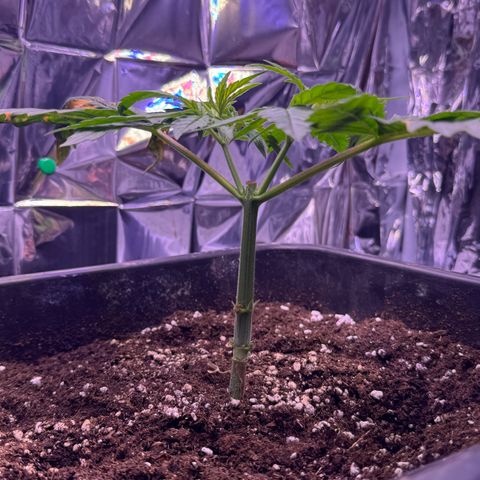 O.G. Kush Mainlining (first time🤞🏻) growlog timeline photo